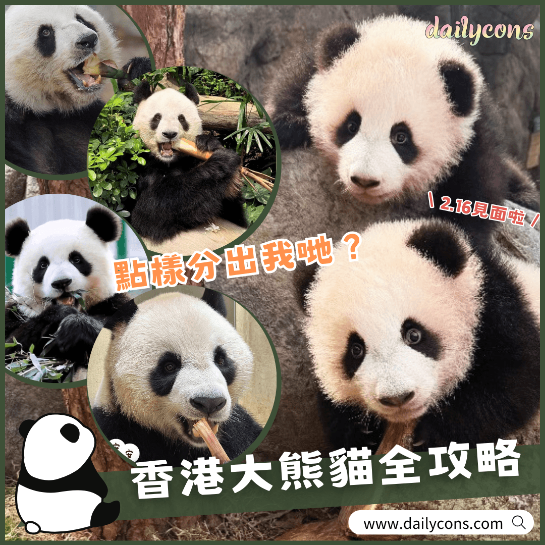 香港熊貓點分辦？龍鳳胎熊貓命名、日常、冷知識!!